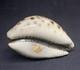 Antique Snuffbox In Speckled Shell And Solid Silver Early 19th Century