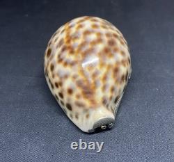 Antique snuffbox in speckled shell and solid silver early 19th century