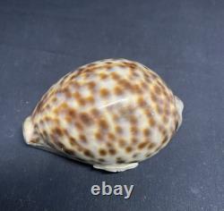 Antique snuffbox in speckled shell and solid silver early 19th century