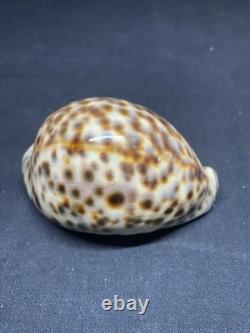 Antique snuffbox in speckled shell and solid silver early 19th century