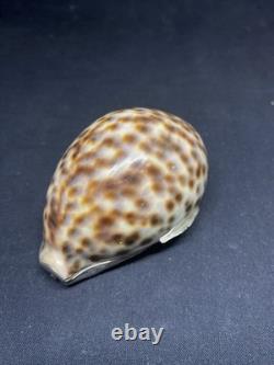 Antique snuffbox in speckled shell and solid silver early 19th century