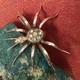 Antique Vermeil Silver And Rhinestone Spider Brooch, Circa 1900