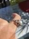 Huge Genuine Pearl, Sterling Silver, Beautiful Antique Ring